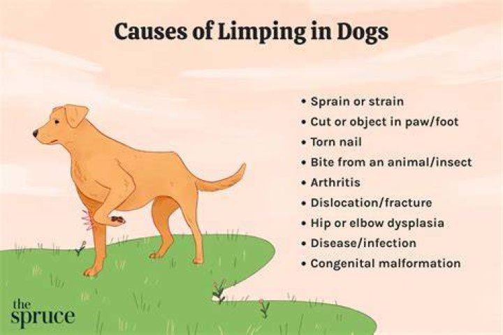 Why do dogs shake their leg when scratching