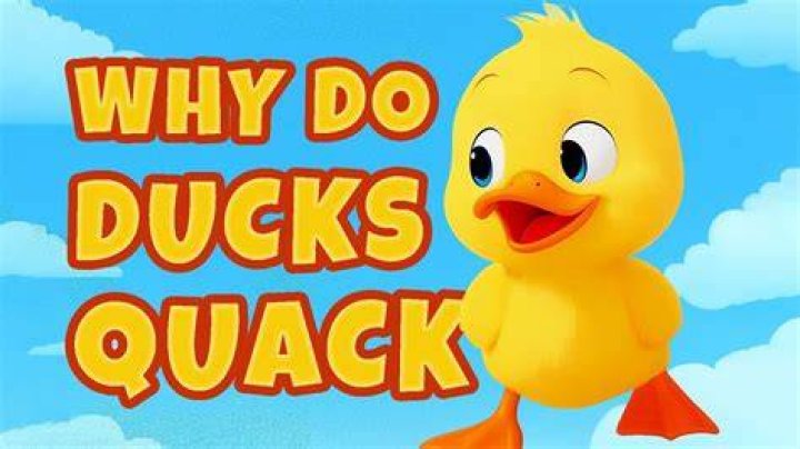 Why do ducks quack a lot