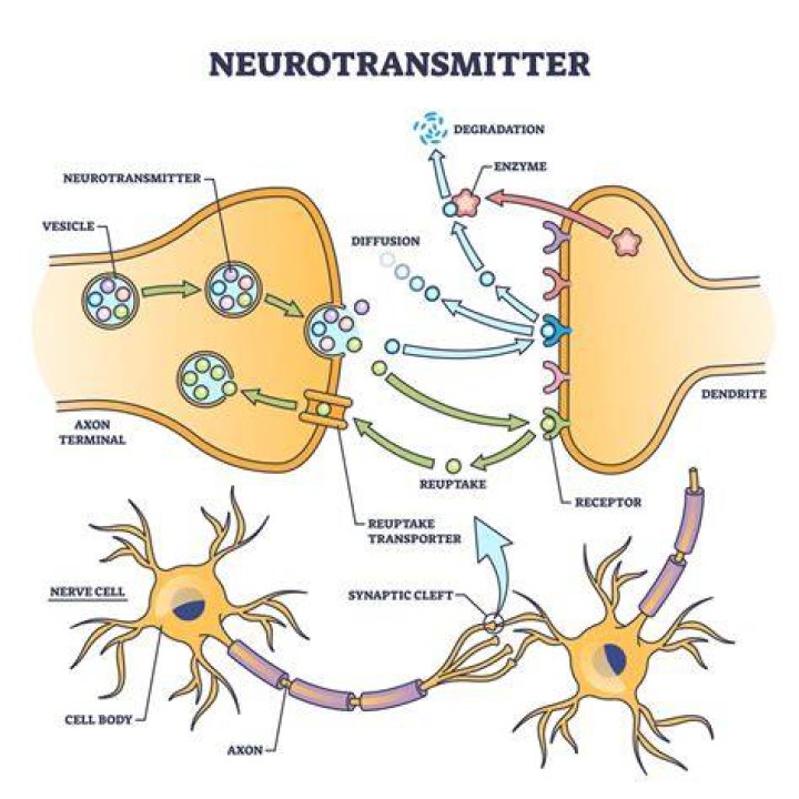 Why do enzymes break down neurotransmitters