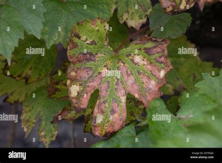 Why do grape leaves turn brown