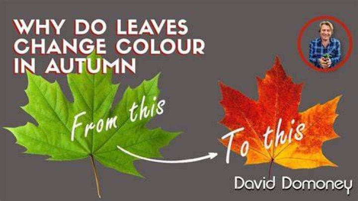 Why do leaves change color simple answer