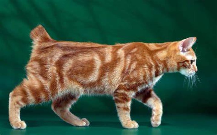 Why do Manx cats have no tail