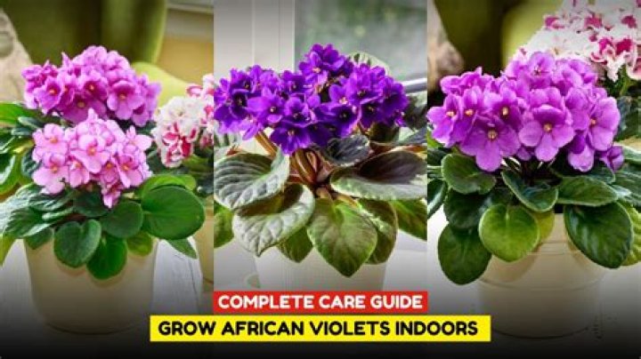 Why do my African violets keep dying