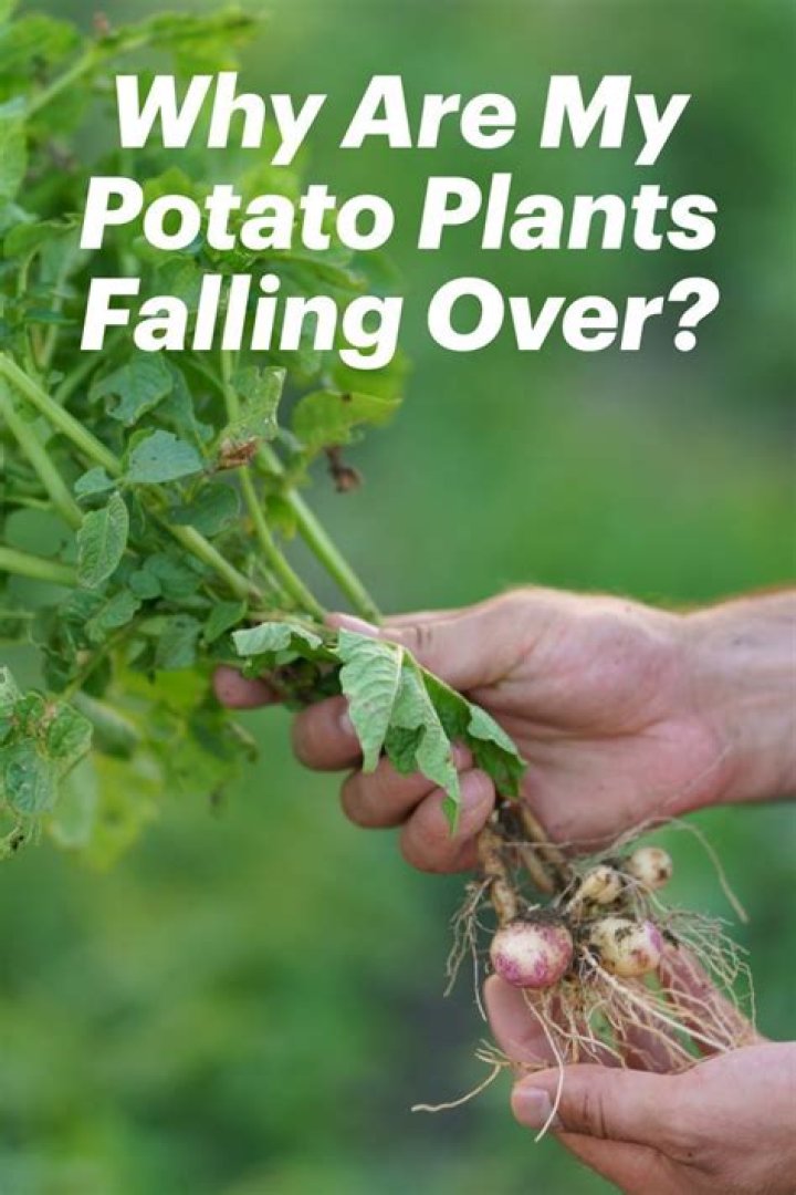 Why do my potato plants fall over