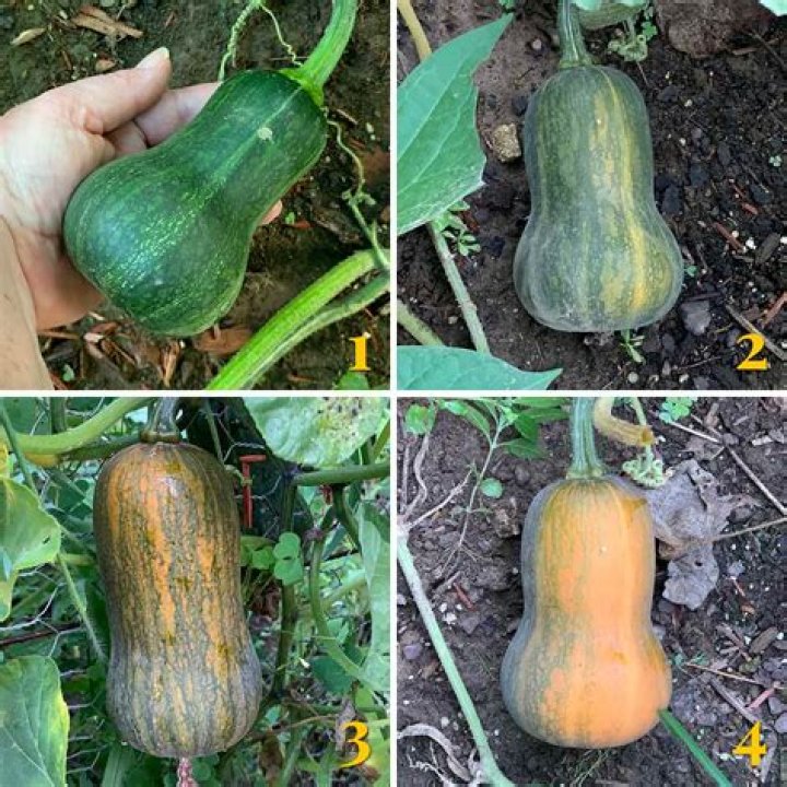 Why do my squash dry up