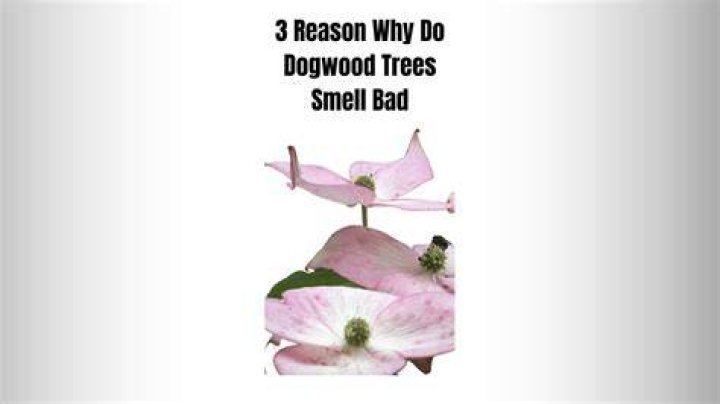 Why do pear trees smell bad