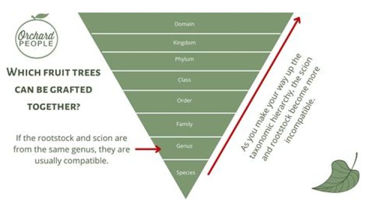 Why do people graft fruit trees