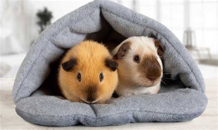 Why do pigs shake their heads