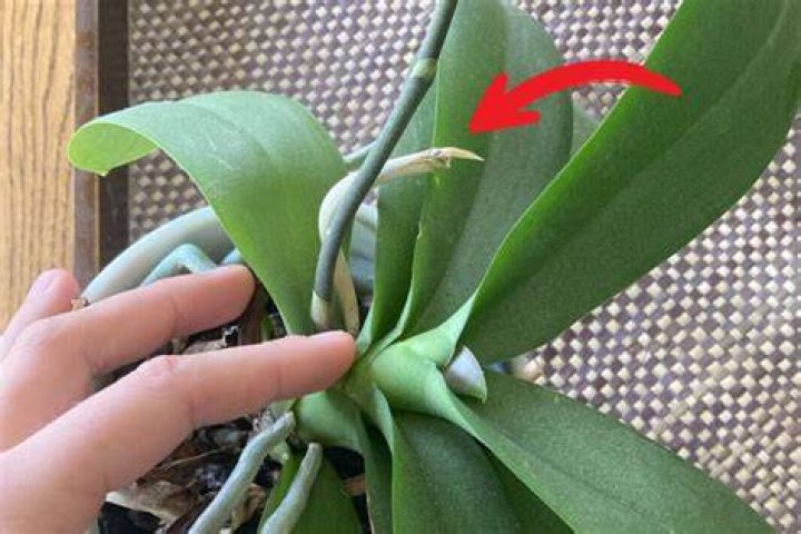 WHY DO rose buds die before blooming