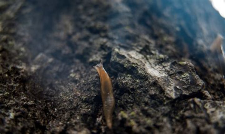 Why do slugs come out at night