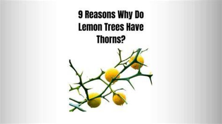 Why do trees have thorns