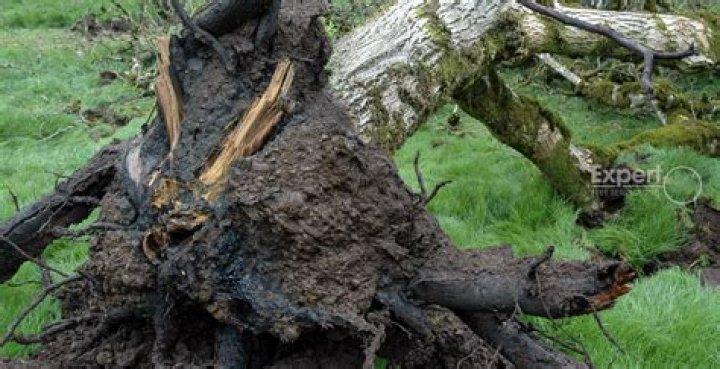 Why do trees rot
