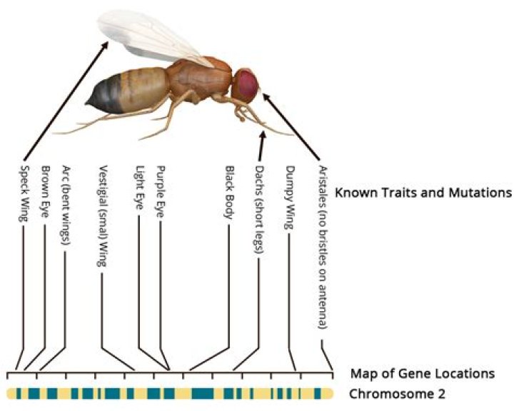 Why do we study Drosophila melanogaster