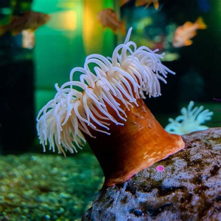 Why does an anemone split