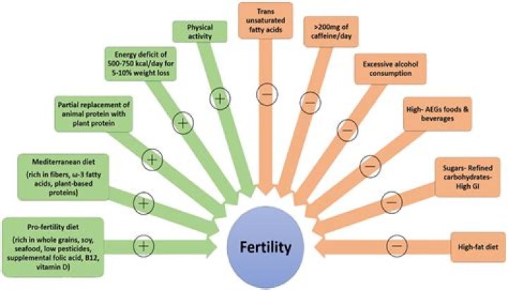 Why does bulimia affect fertility