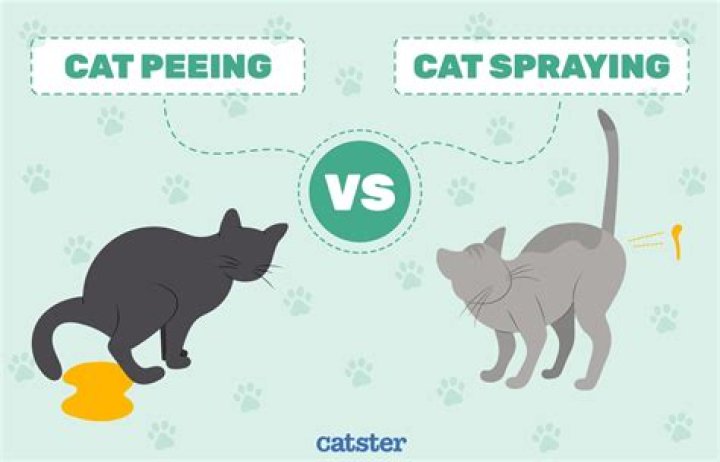 Why does my cat not spray