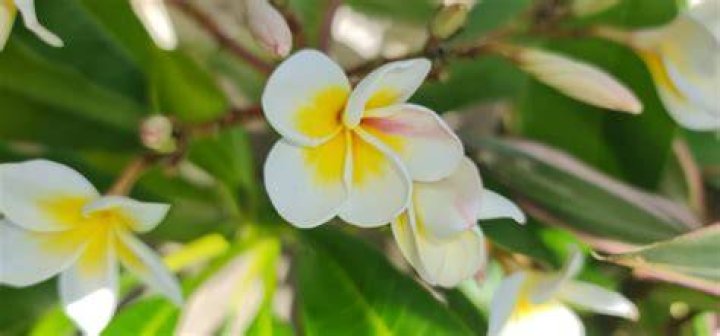 Why does my frangipani not flower