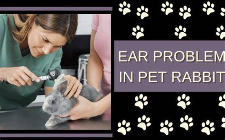 Why does my rabbit scratch his ear