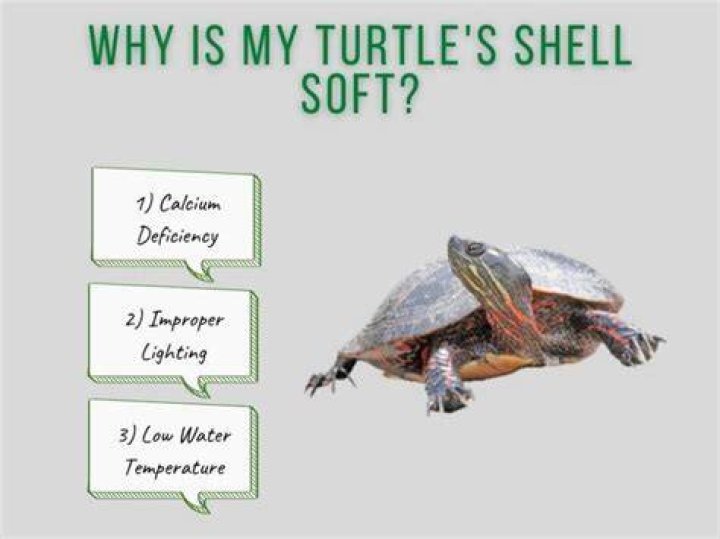 Why does my turtle have a soft shell