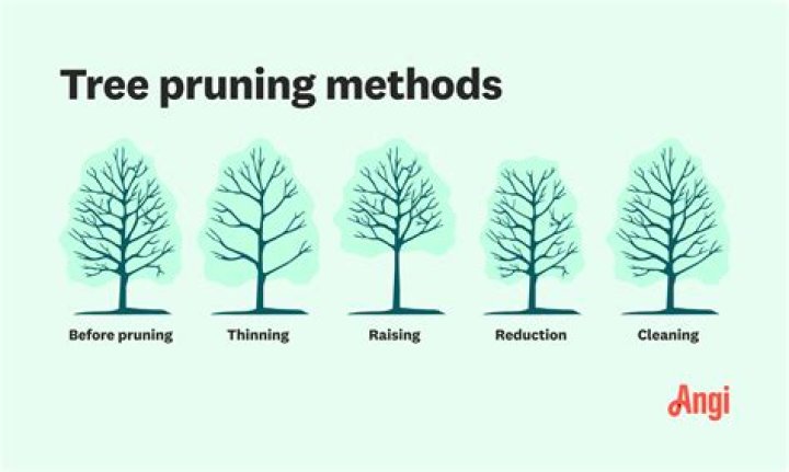 Why does pruning induces bushy growth