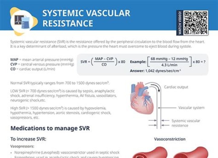 Why does SVR decrease in pregnancy