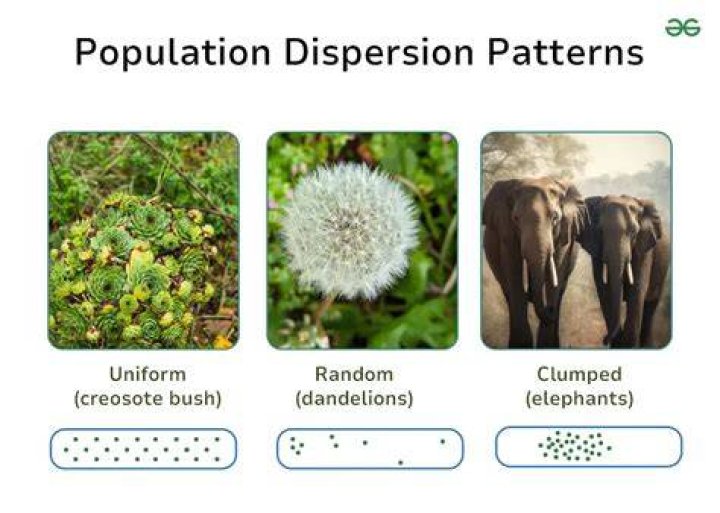 Why does uniform dispersion occur