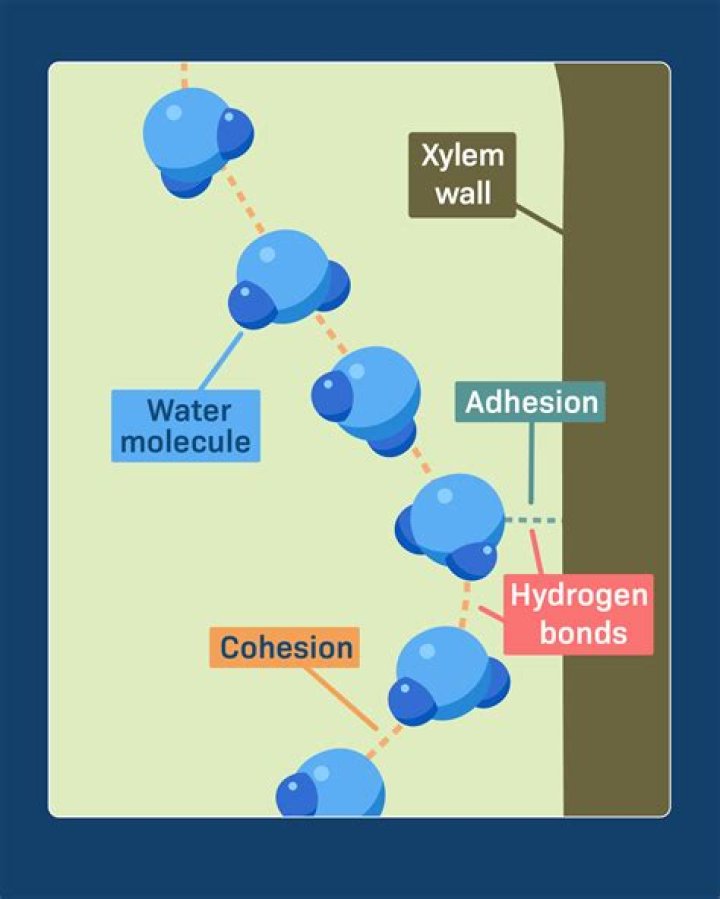 Why does water adhesion happen