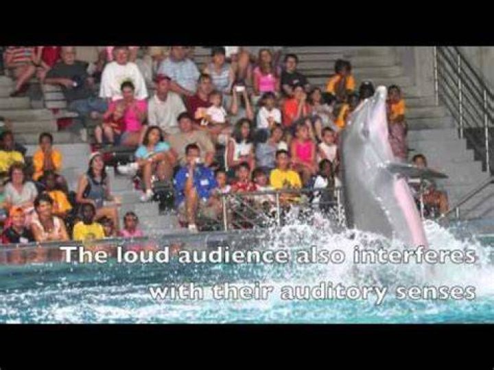 Why dolphins should not be in captivity