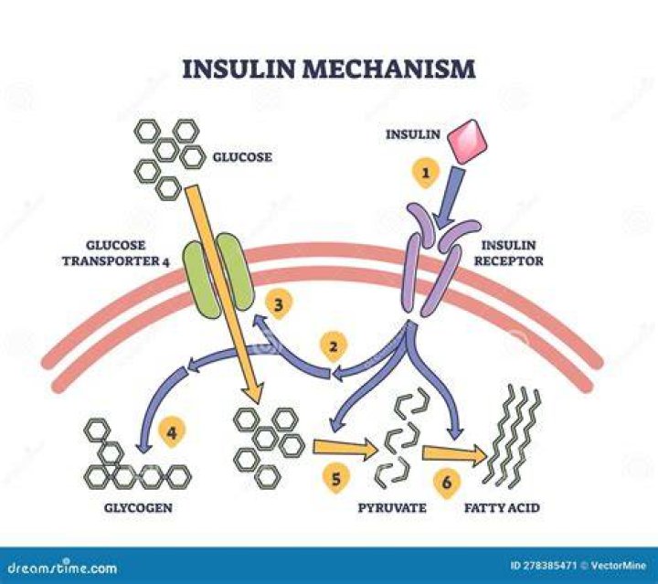 Why is E coli used for insulin