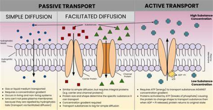 Why is facilitated diffusion still considered passive transport