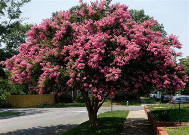 Why is it called a crepe myrtle