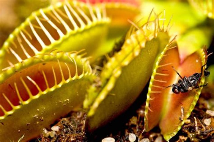 Why is it called a Venus fly trap