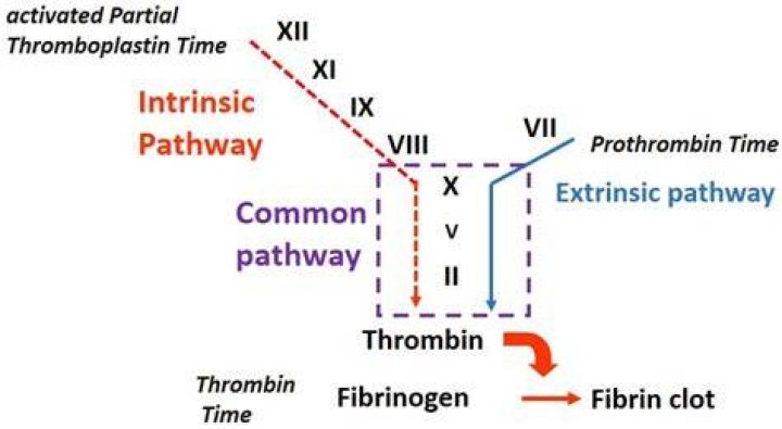 Why is it called activated partial thromboplastin time
