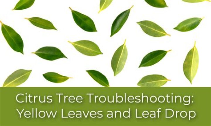 Why is my indoor lime tree dropping leaves