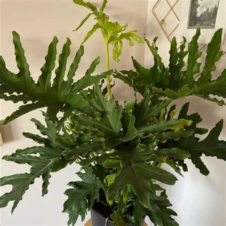 Why is my split leaf philodendron dying