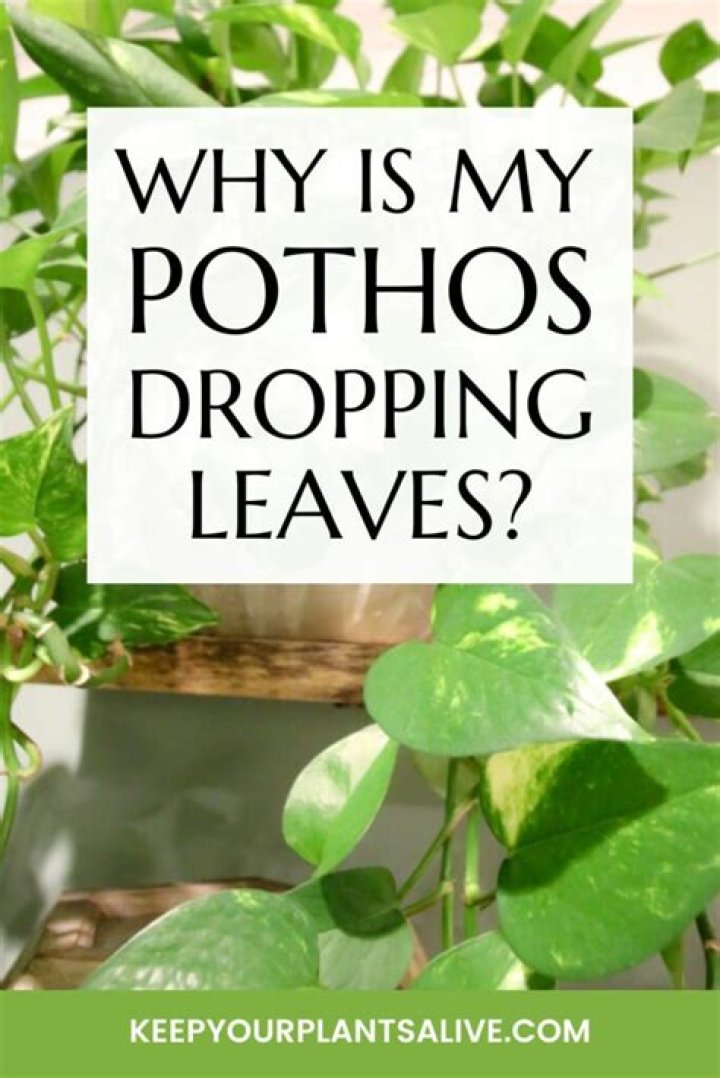 Why is pothos not Vining