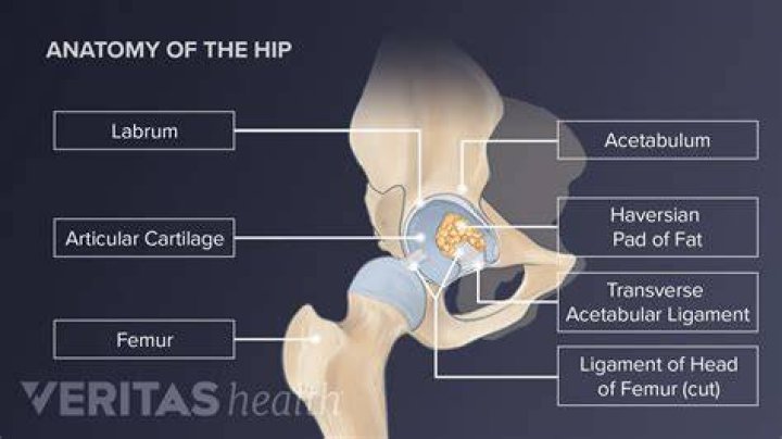 Why is the hip joint important