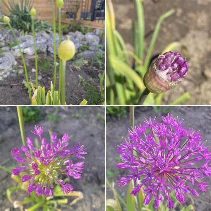 Will Allium rebloom