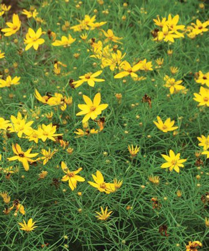 Will deer eat coreopsis
