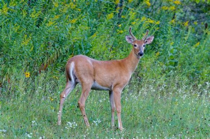 Will deer eat Datura