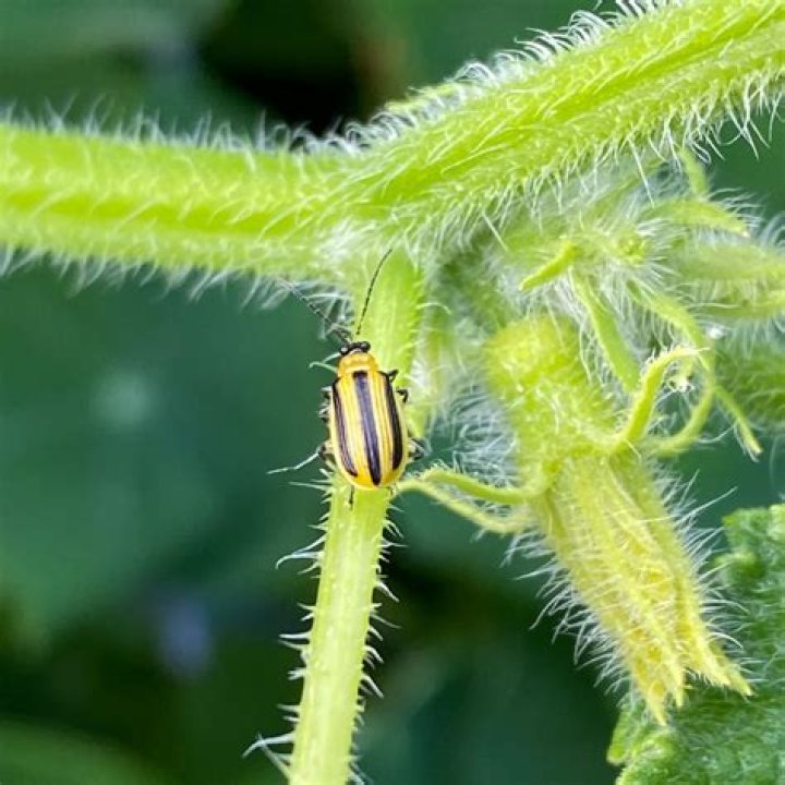 Will dish soap kill cucumber beetles