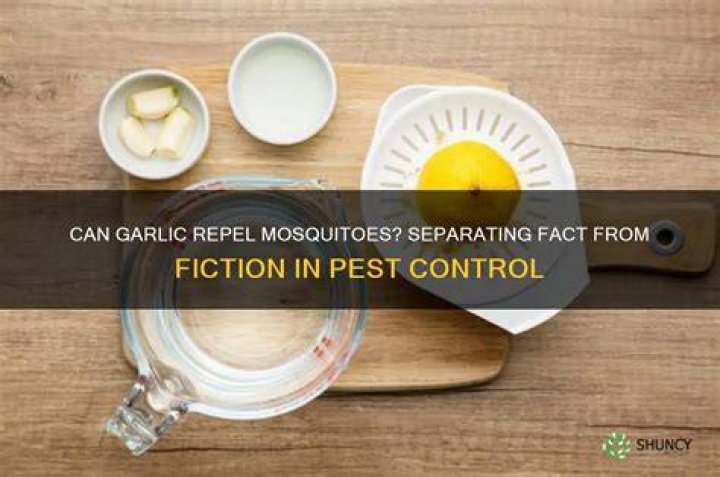 Will eating garlic keep mosquitoes away