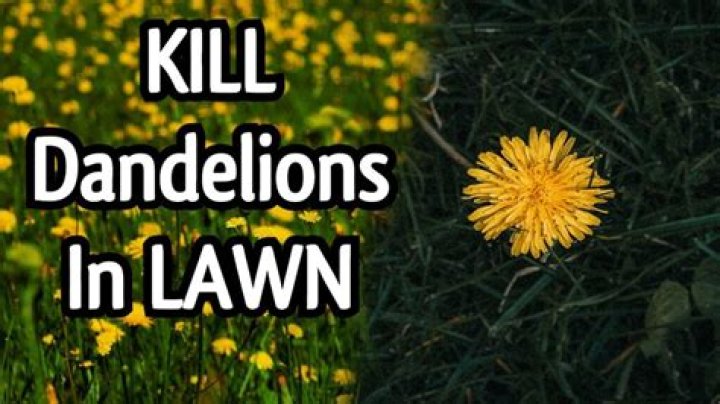 Will Epsom salt kill dandelions