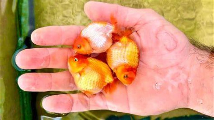 Will goldfish eat Frogbit