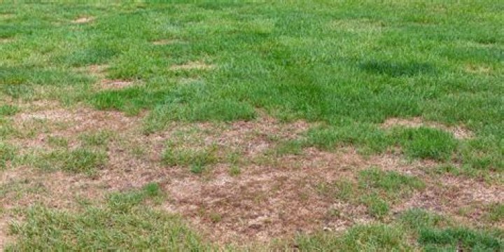 Will grass recover from brown patch