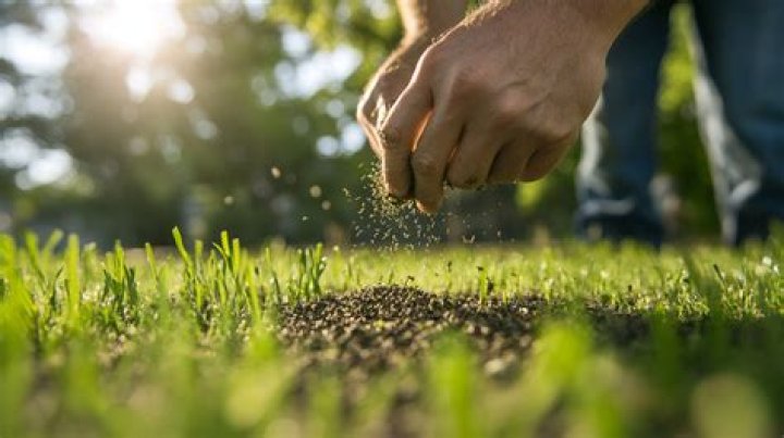 Will lime kill new grass