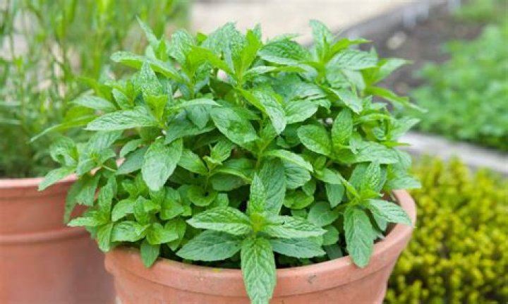 Will Mint plants keep deer away