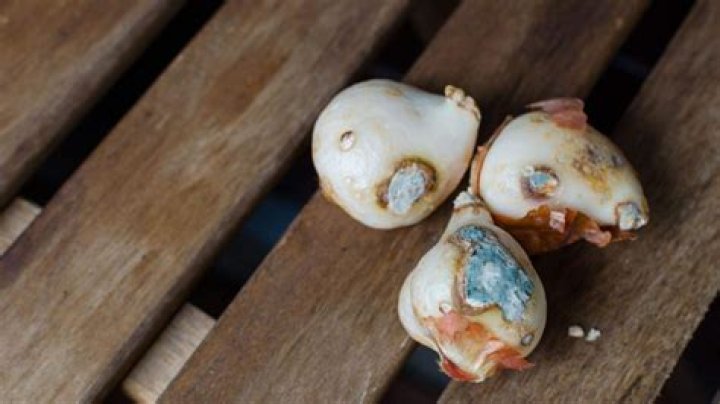 Will moldy flower bulbs grow
