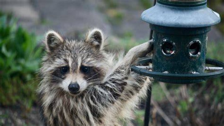 Will moth balls keep racoons away