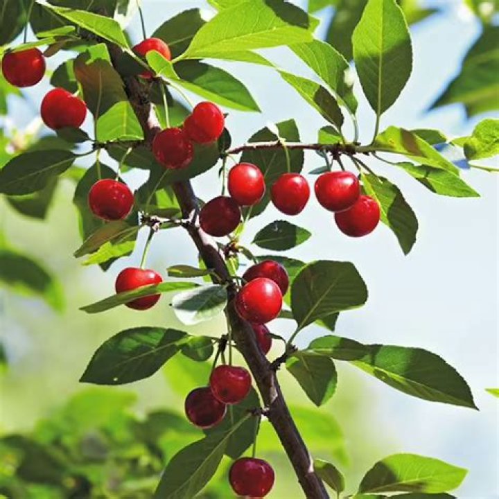 Will North Star cherry pollinate Bing cherry